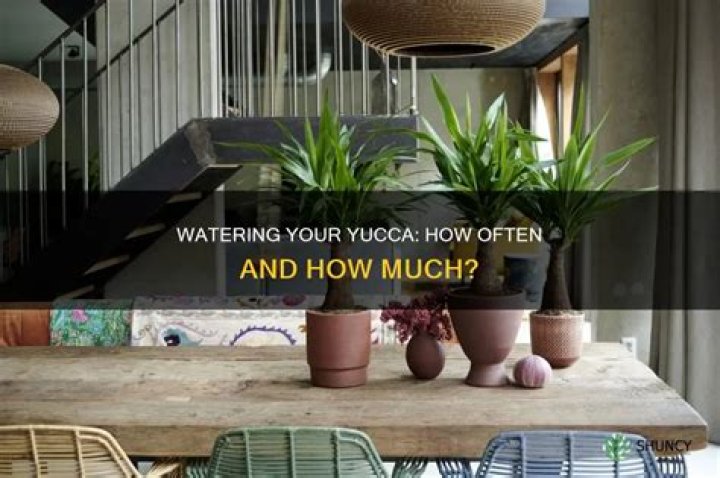 how often do you water a yucca plant