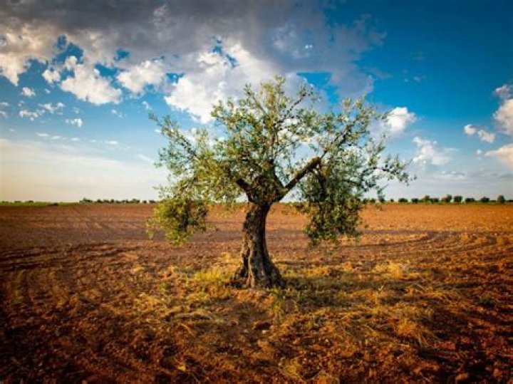 how often to water olive trees
