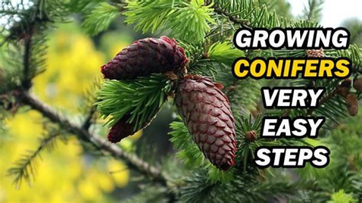 how quickly do conifers grow