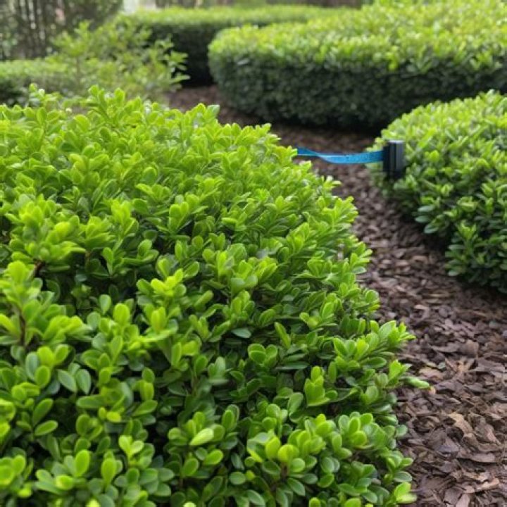 how tall does japanese boxwood grow