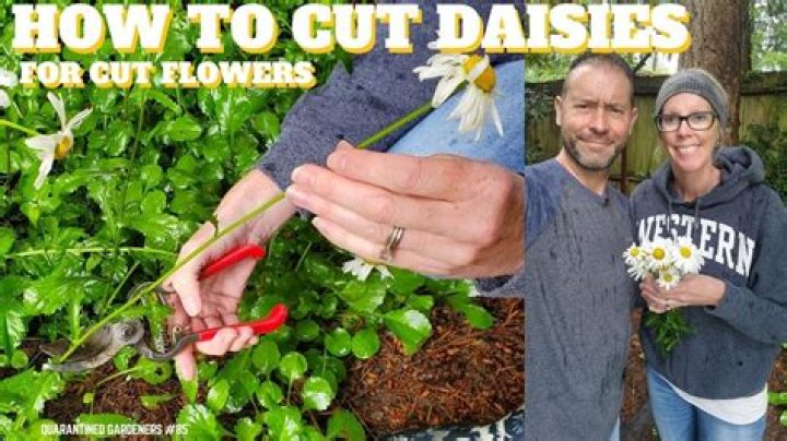 how to cut daisies for a vase