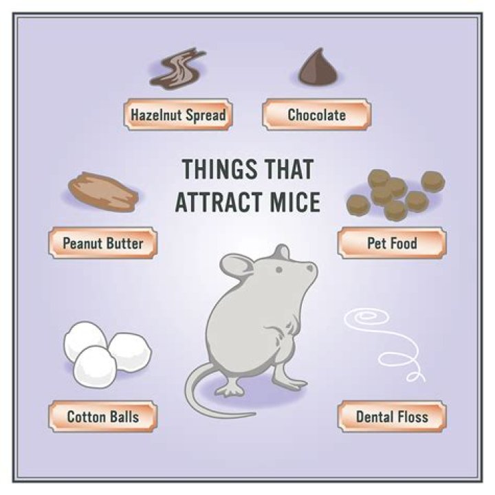 how to disinfect oven after mice
