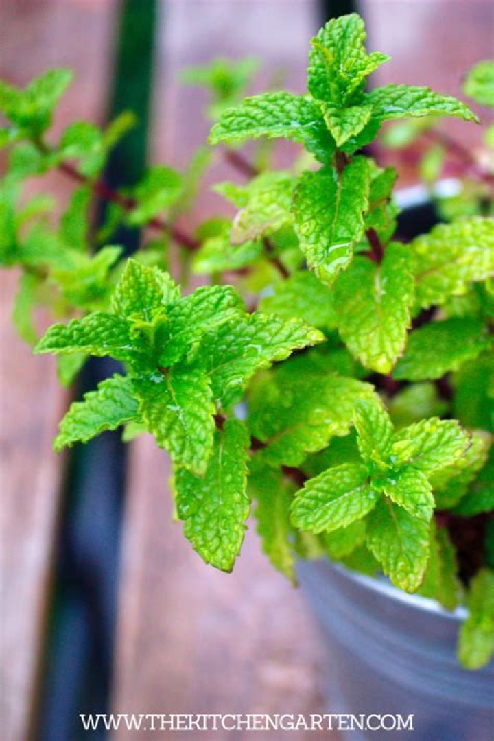 how to get rid of bugs on mint plant