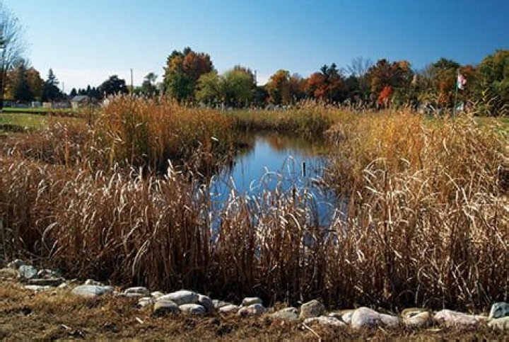how to get rid of cattails in pond