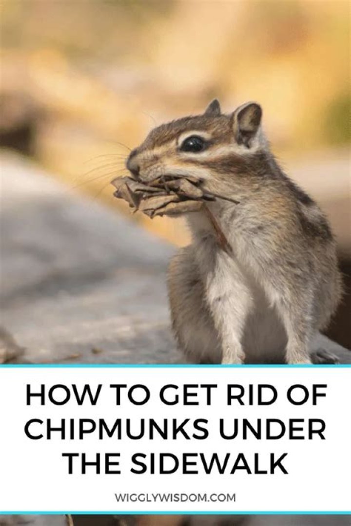 how to get rid of chipmunks under sidewalk