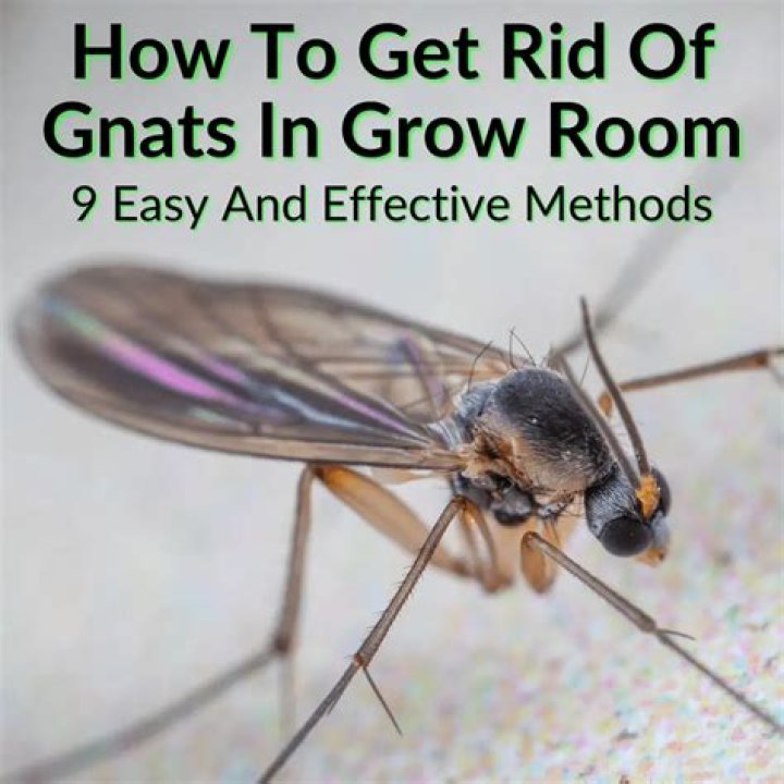 how to get rid of gnats in grow room