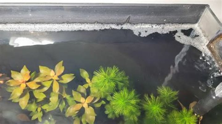 how to get rid of protein foam in aquarium