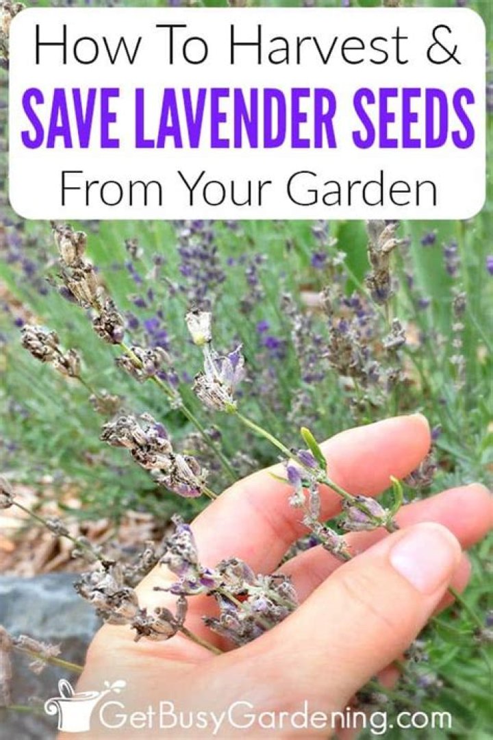 how to harvest lavender seeds