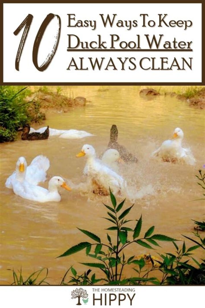 how to keep a duck pond clean