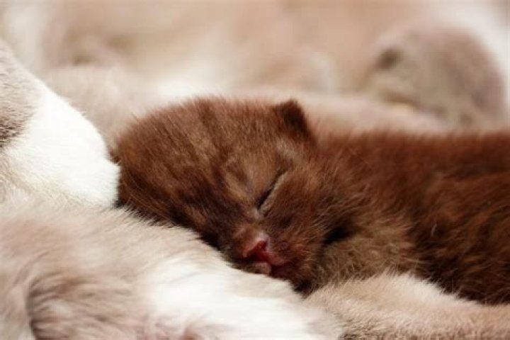 how to keep a kitten warm