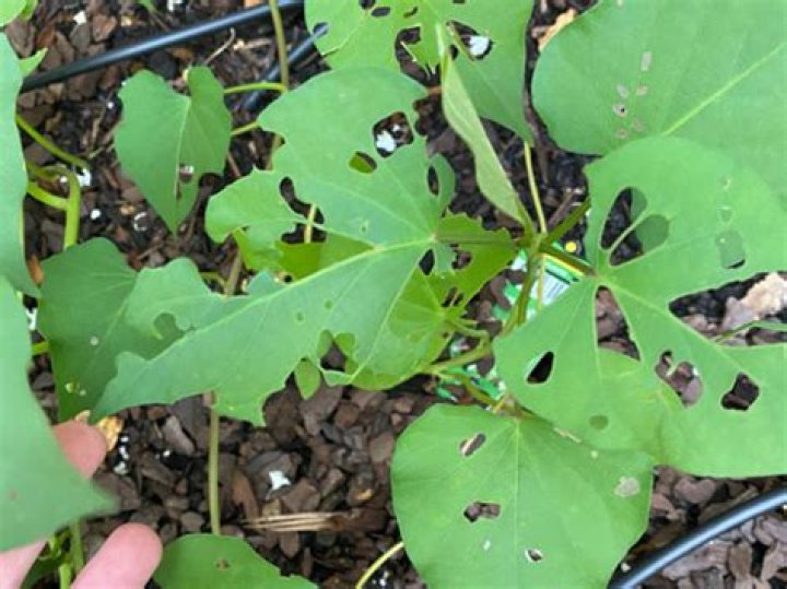 how to keep bugs from eating my sweet potato vine