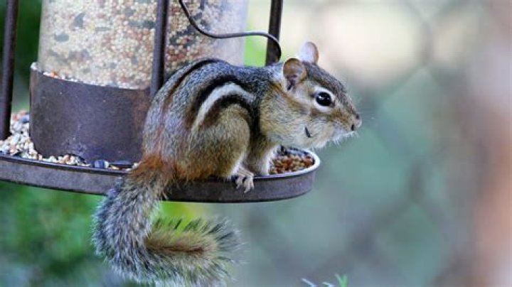 how to keep chipmunks out of bird feeders