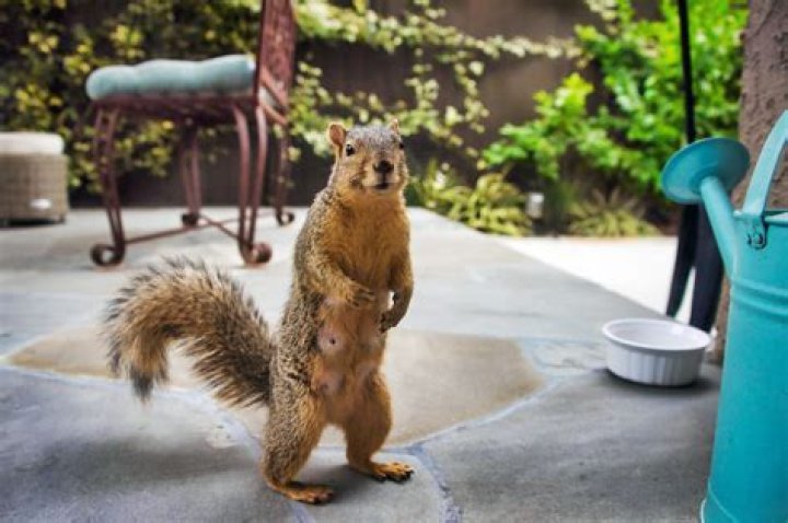 how to keep squirrels out of garage