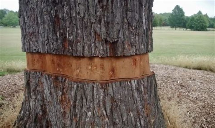 how to kill a pine tree