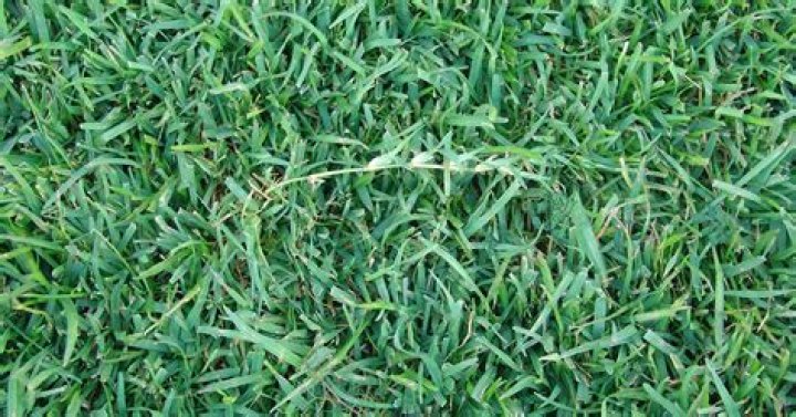 how to kill centipede grass