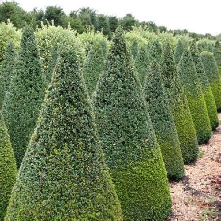 how to make buxus grow faster