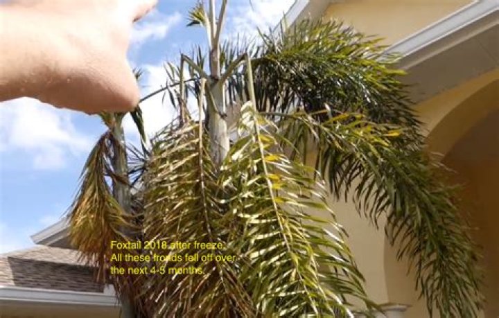 how to protect foxtail palm from freeze
