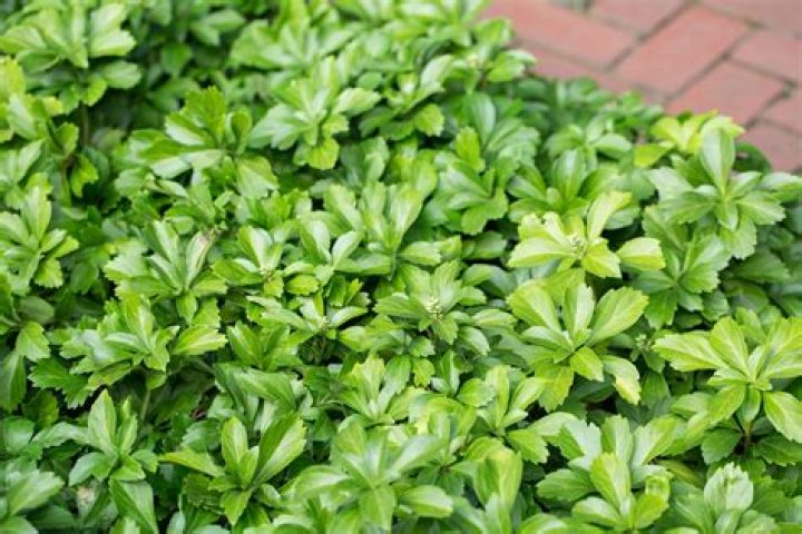 how to transplant pachysandra