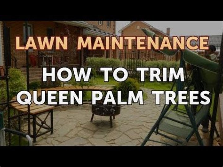 how to trim queen palms