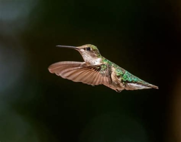 hummingbird heart rate per second