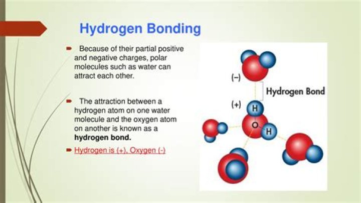 hydrogen bonds … mastering biology