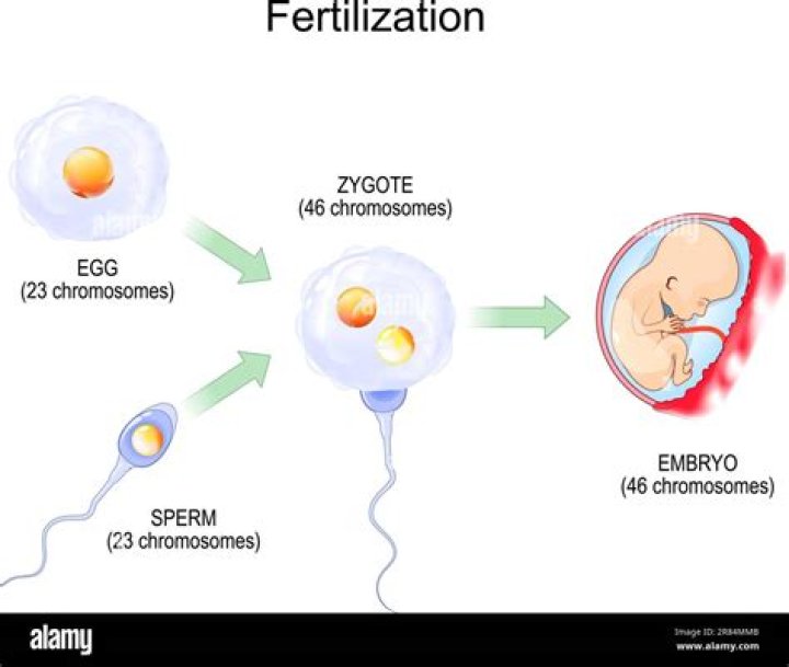if a diploid sperm fertilized a diploid egg