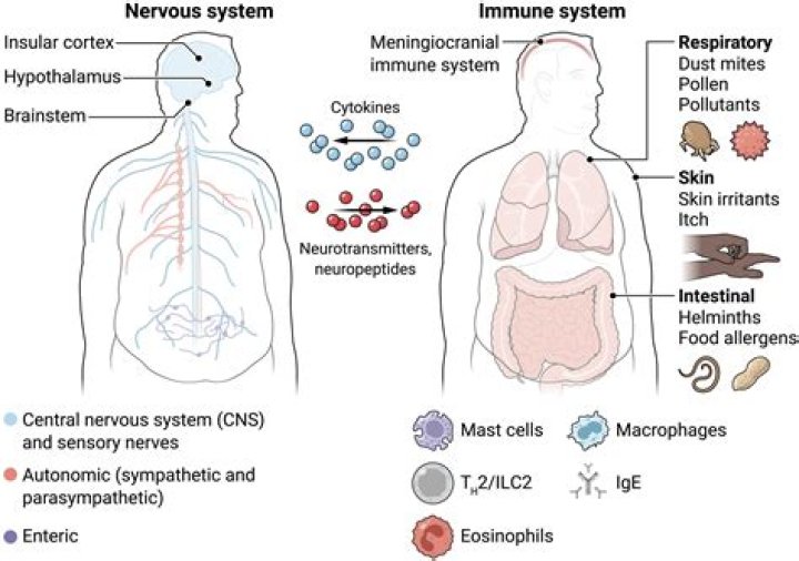 immune system interactions with other systems