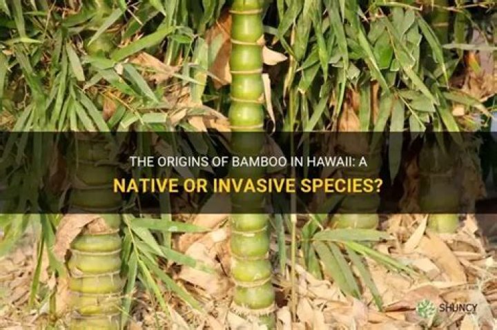 is bamboo native to hawaii