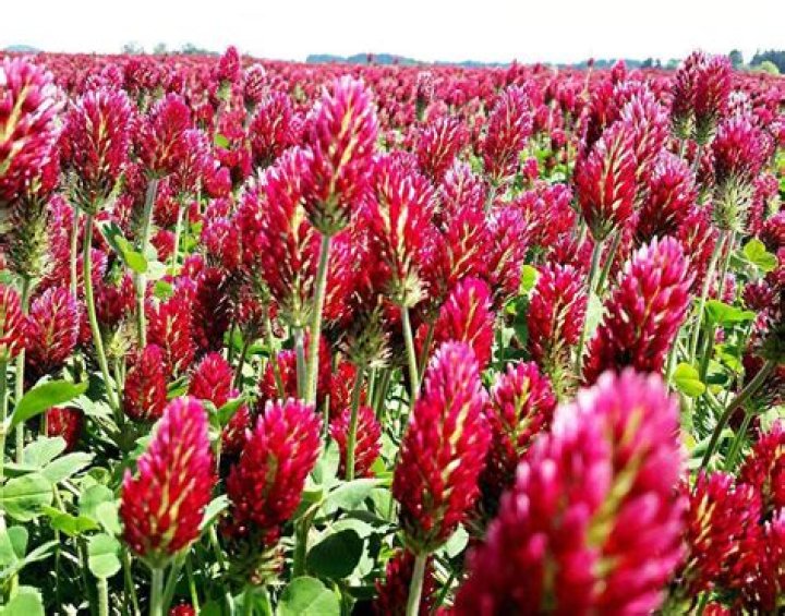 is crimson clover a perennial