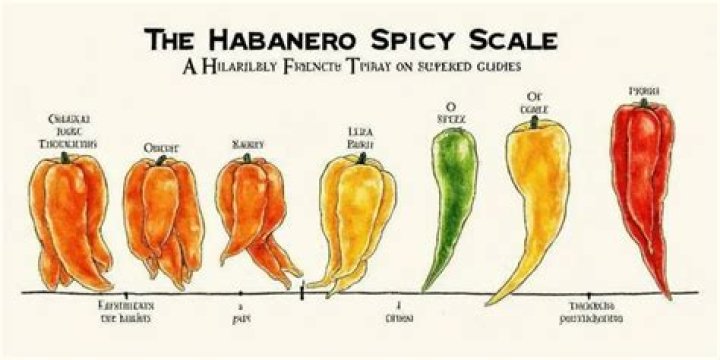 is habanero hotter than jalapeno