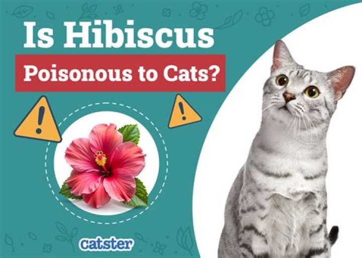 is hibiscus poisonous