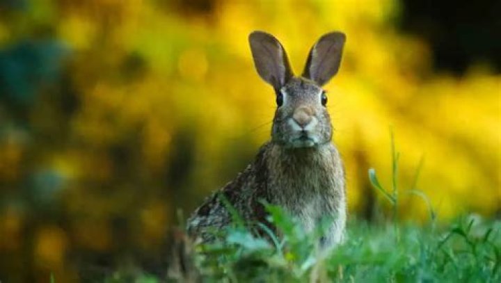 is it illegal to shoot rabbits in my yard
