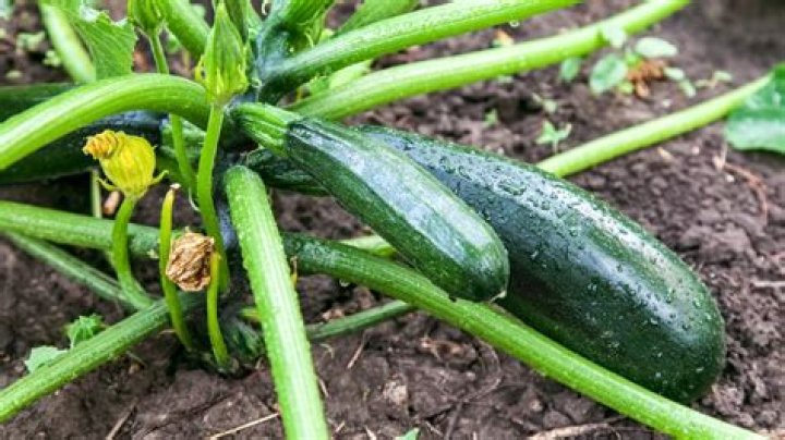 is it too late to plant zucchini in july