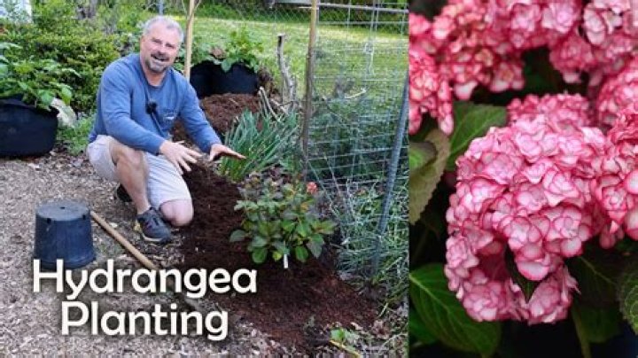 is miracle grow good for hydrangeas