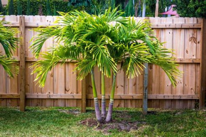 is miracle grow good for palm trees