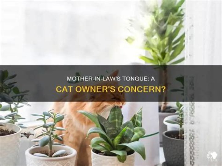 is mother in law tongue poisonous to cats