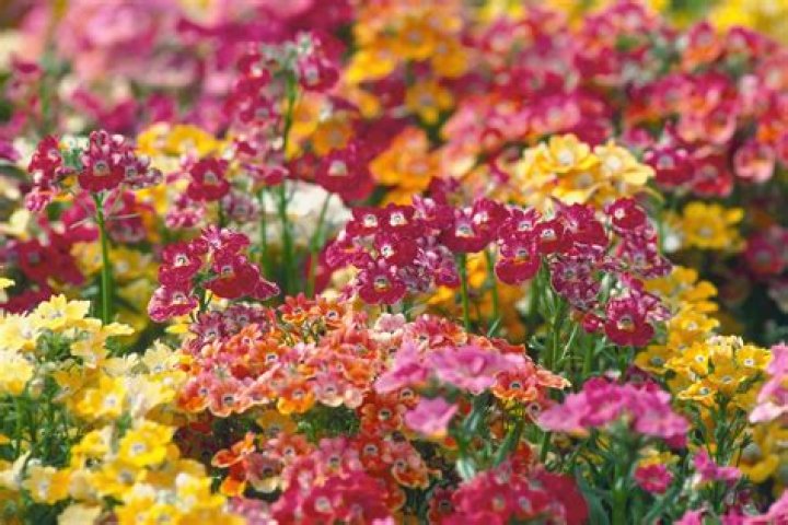 is nemesia a perennial