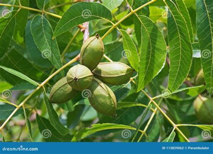 is pecan a nut