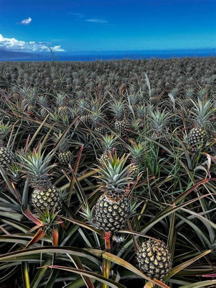 is pineapple a nut