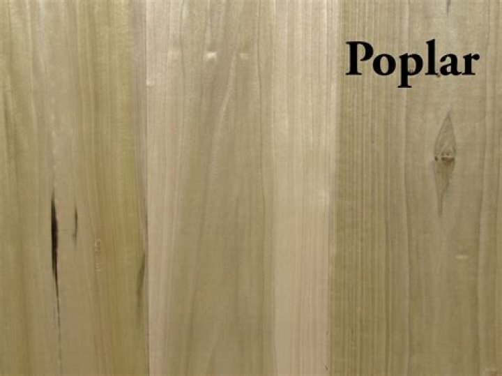 is poplar a hardwood