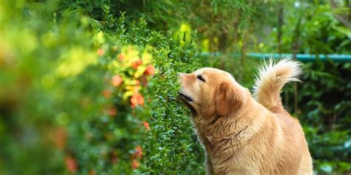 is ramik green harmful to dogs