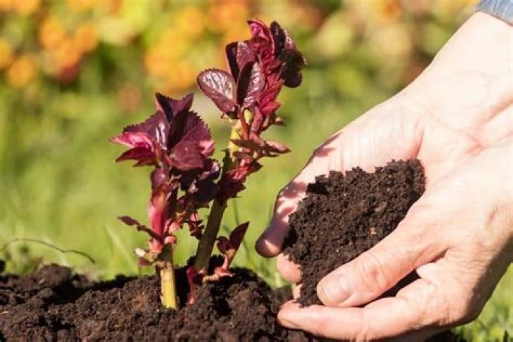 is rose fertilizer good for other plants