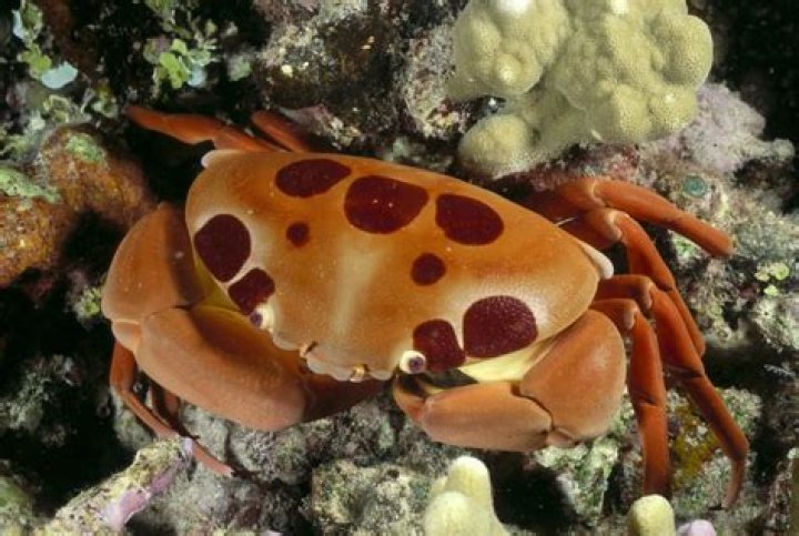 Is there anything poisonous in a crab?