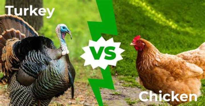 is turkey cheaper than chicken