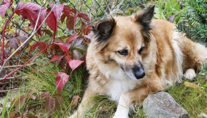 is virginia creeper poisonous to dogs