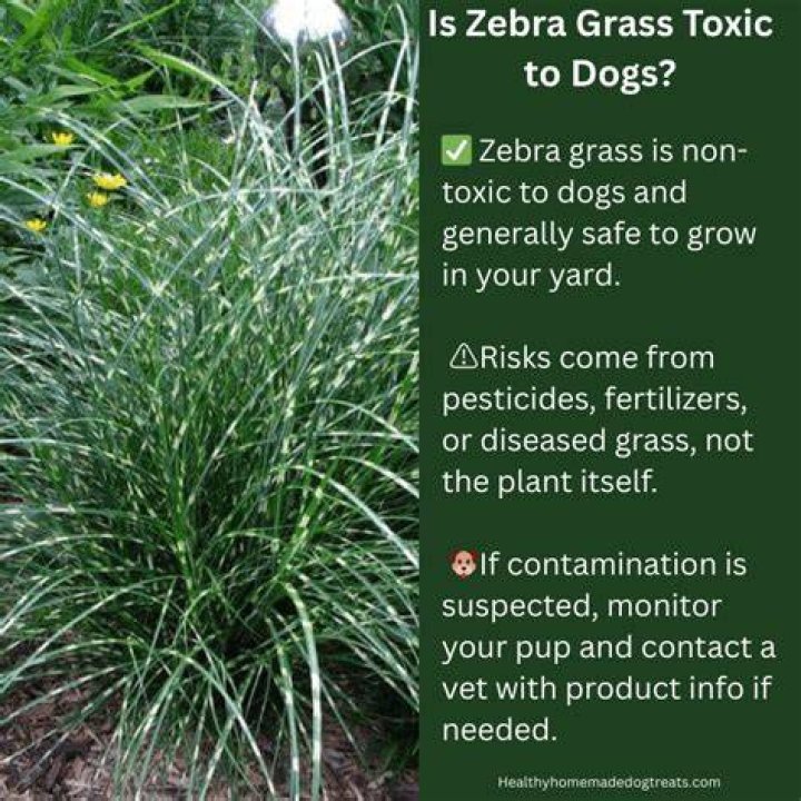 is zebra grass toxic to dogs