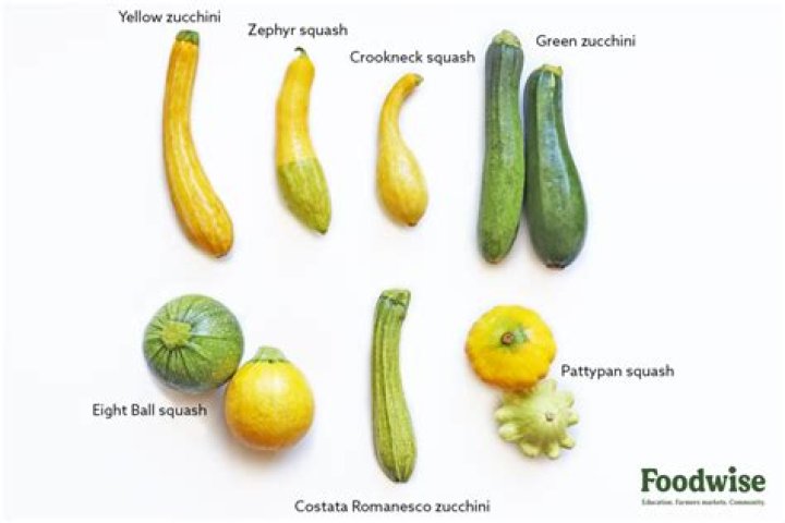 is zucchini a gourd