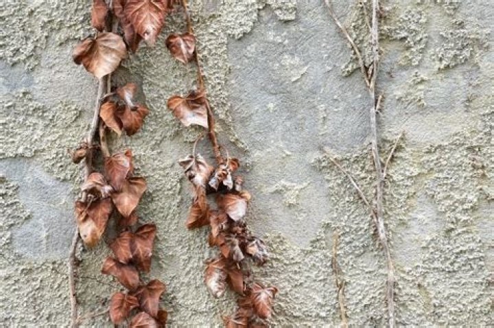 ivy leaves dry and crispy