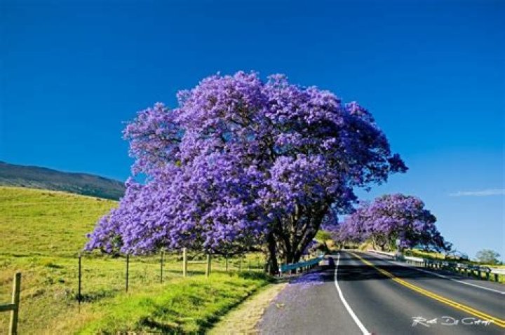 jacaranda colour