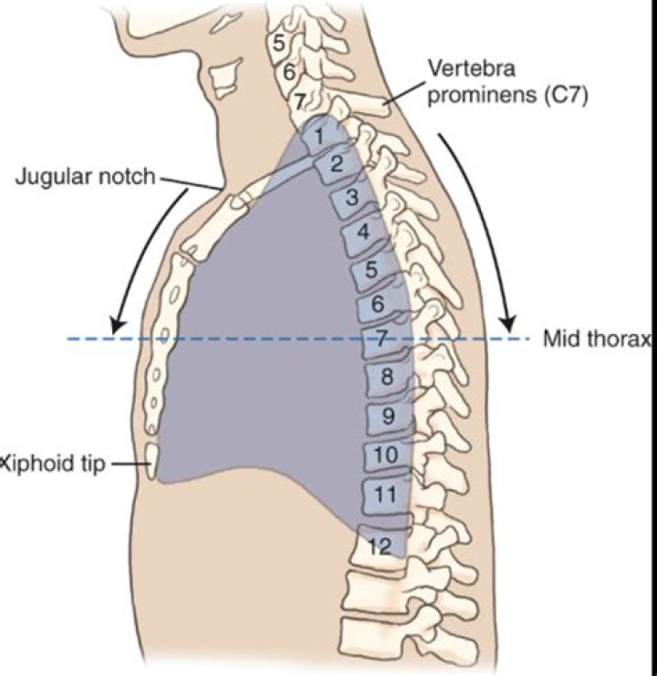 jugular notch vertebral level